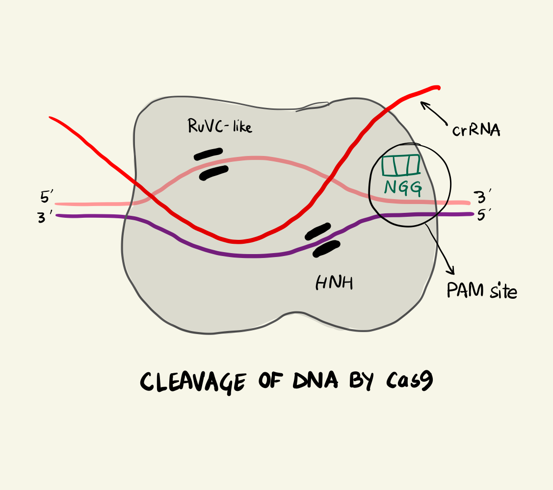 Cleavage of DNA by Cas9