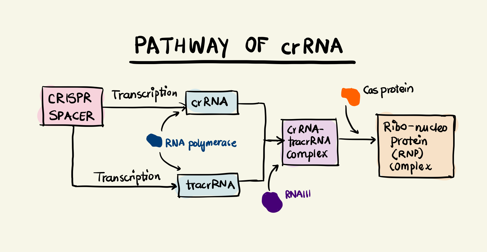 Block diagram showing the pathway of the crRNA