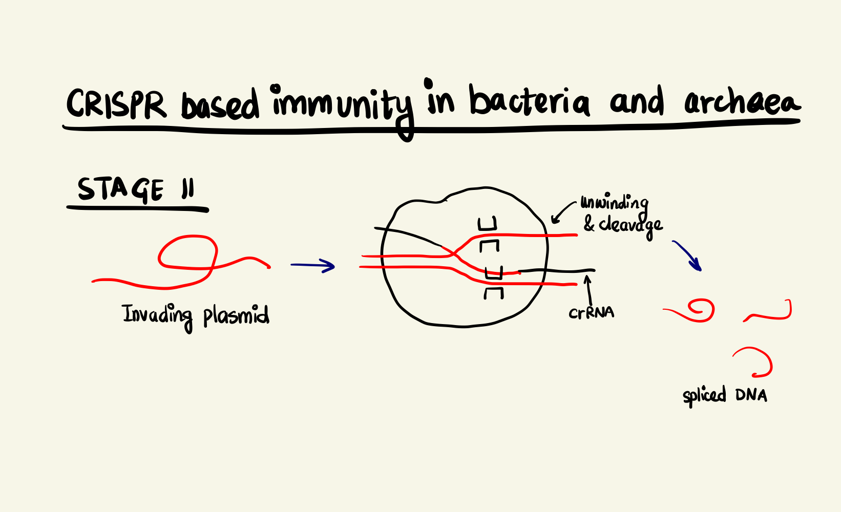 Adaptive Immunity System in bacteria and archaea, stage 2