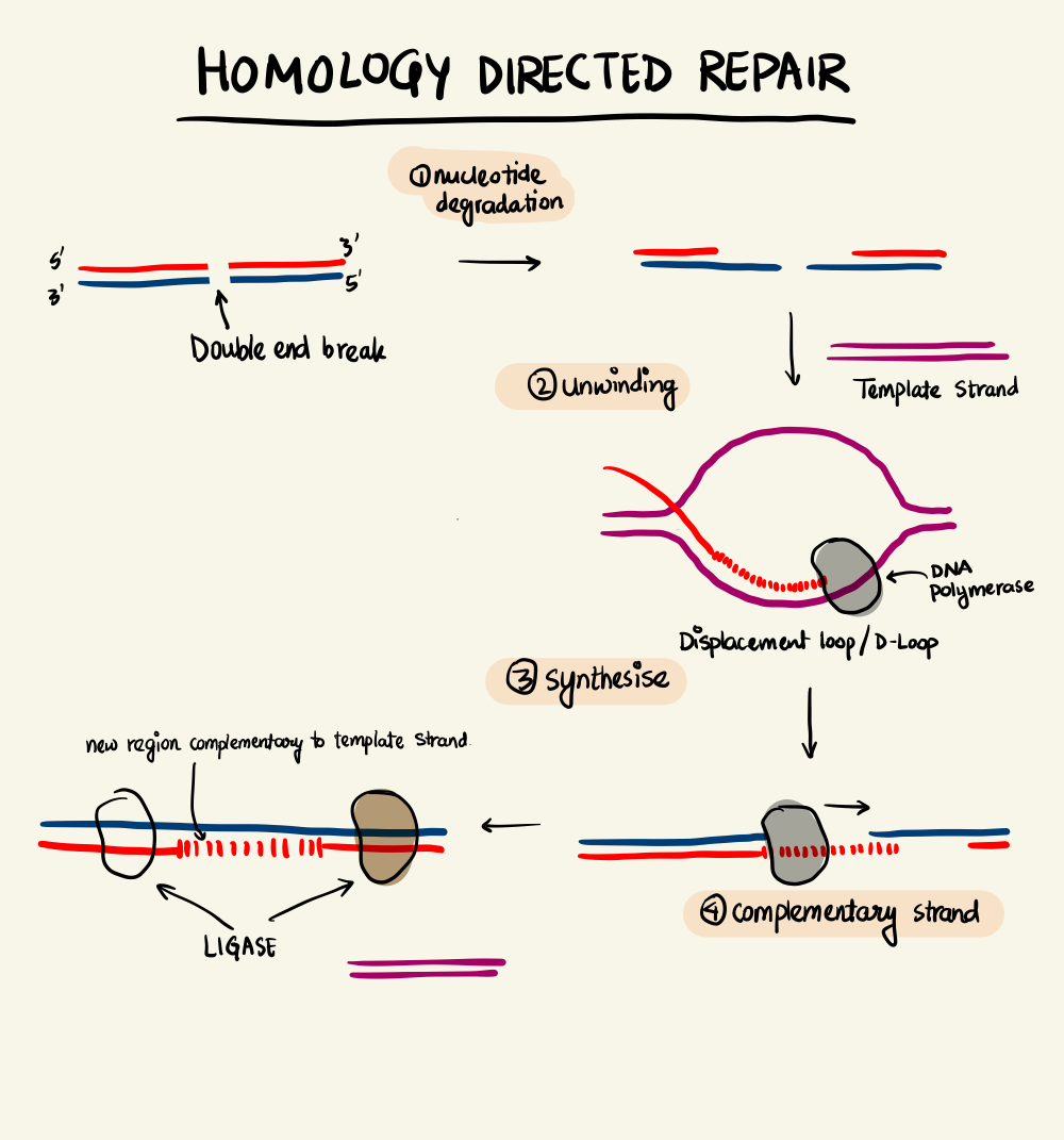 Homology-Directed Repair