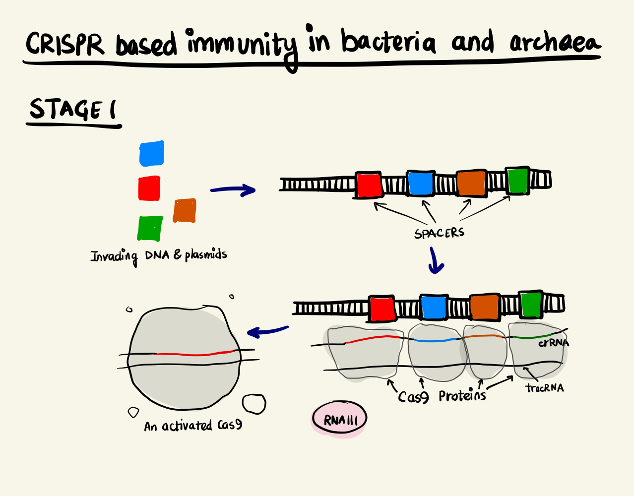 Adaptive Immunity System in bacteria and archaea, stage 1