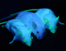 Expression of Green Fluorescent Protein (GFP) in lab mice