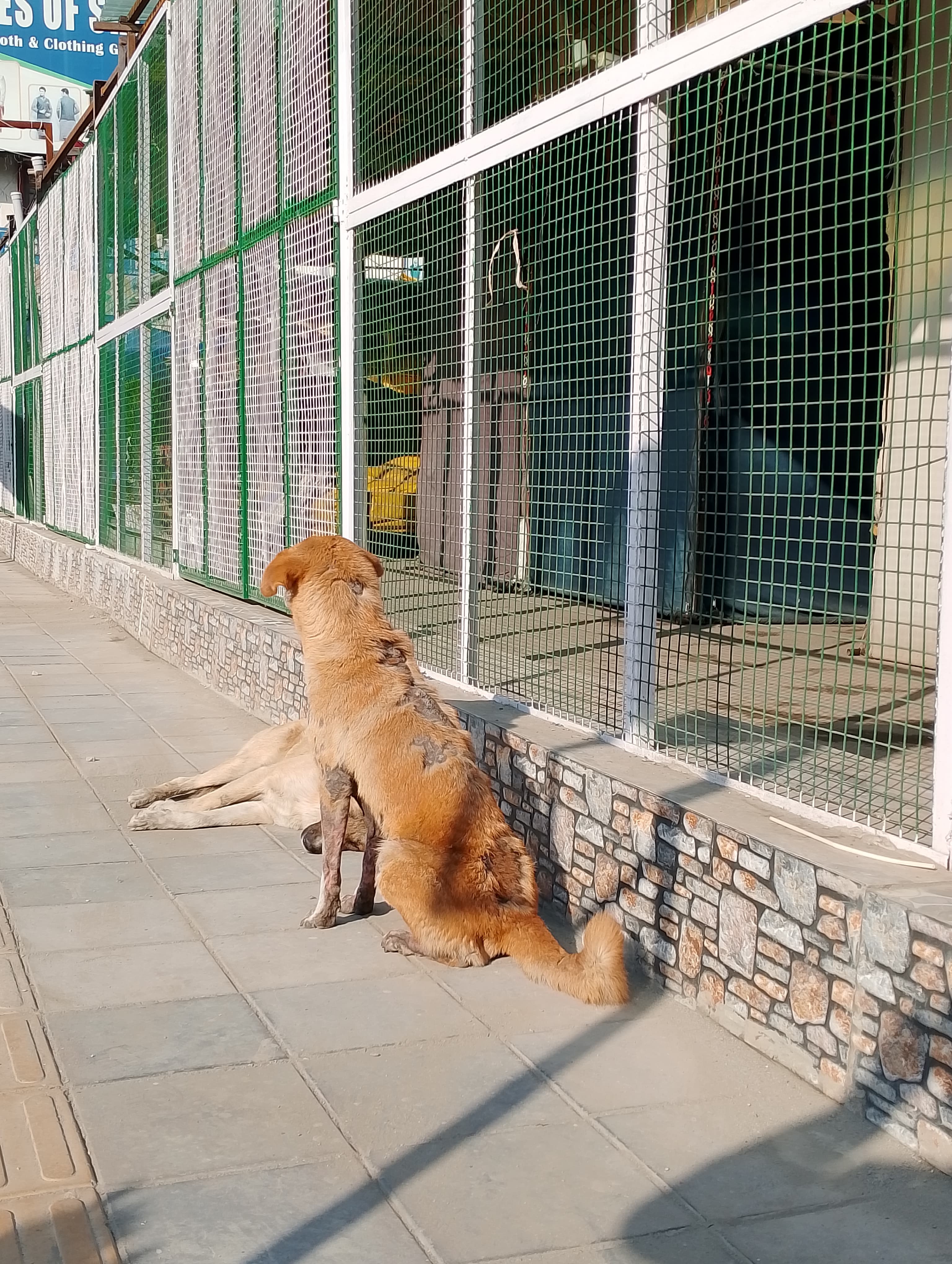 The state of the dogs in Srinagar was truly appalling. Somebody needs to look into this!