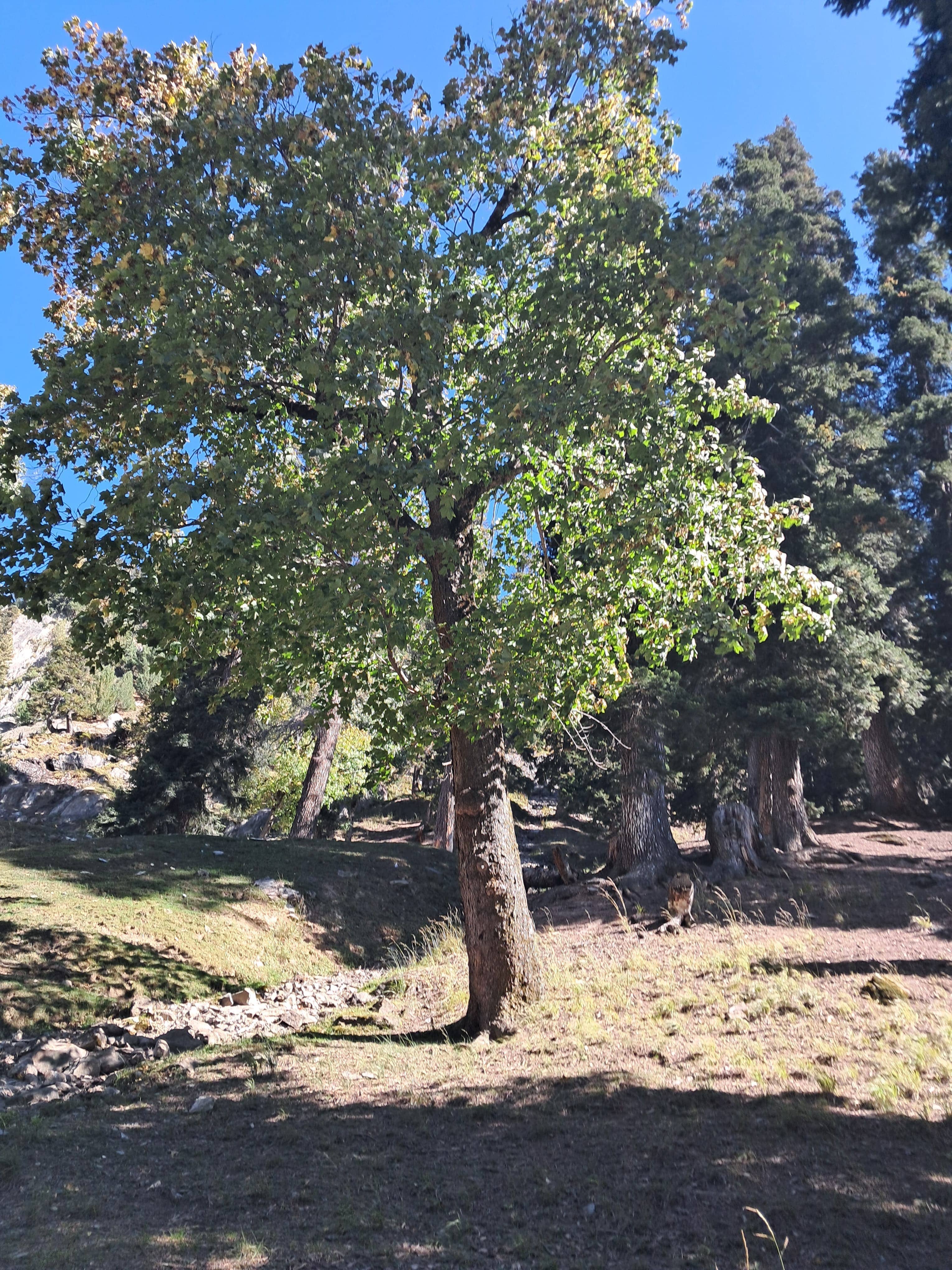 Pine on the way to Thajivas, helpfully pointed out by my guide