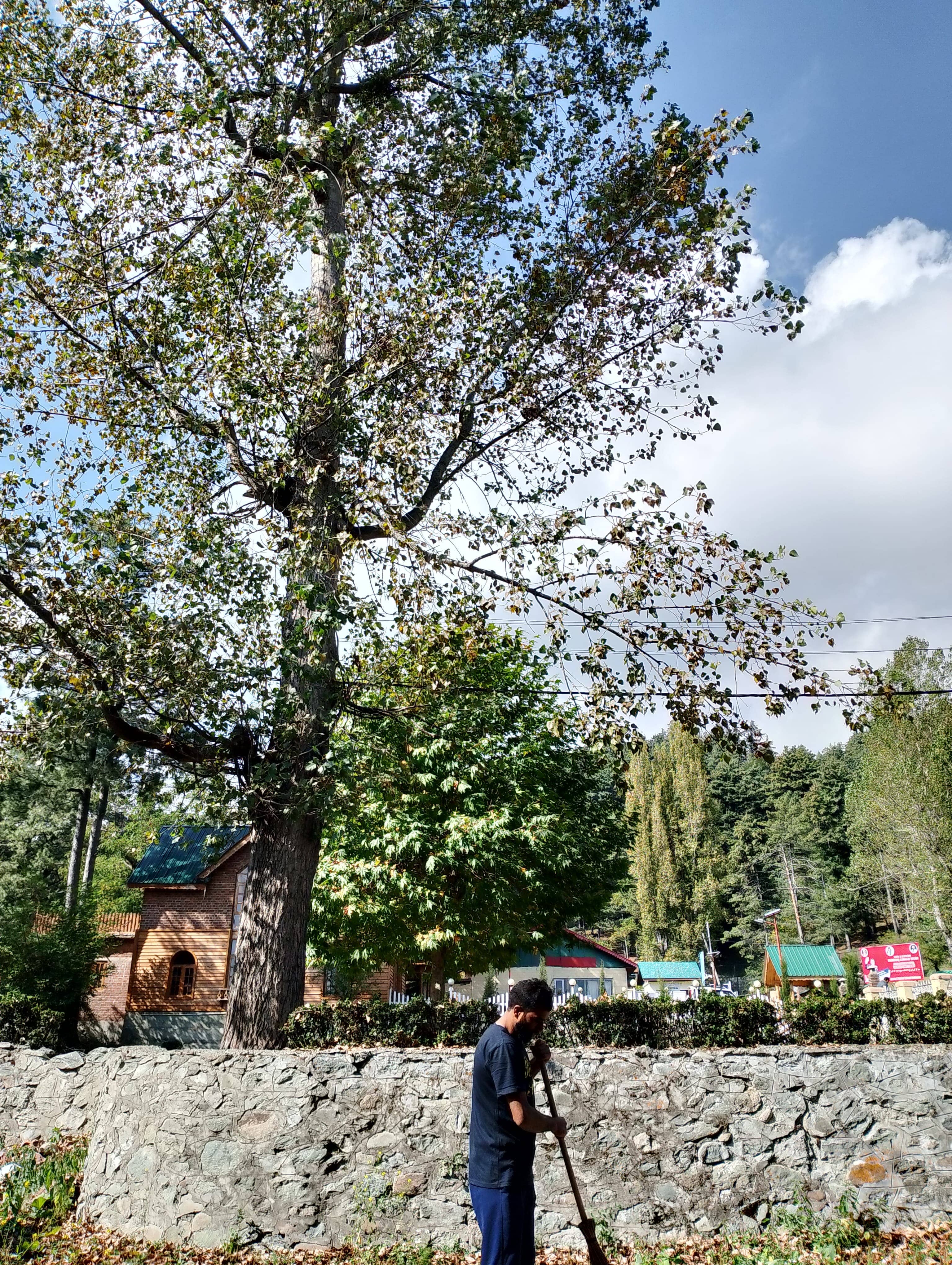 A Chinaar tree at Tangmarg