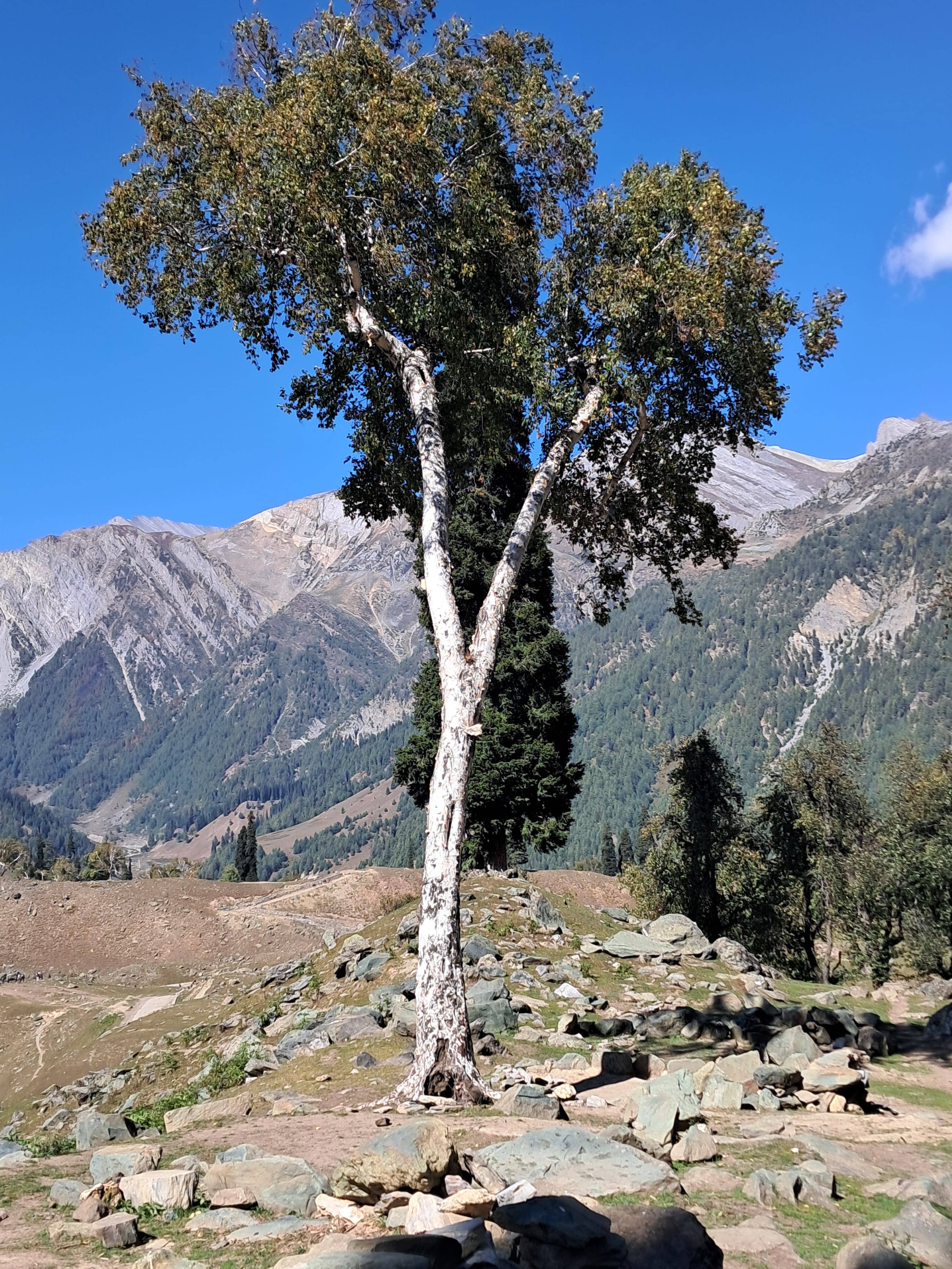 Paper tree on the way to Thajivas