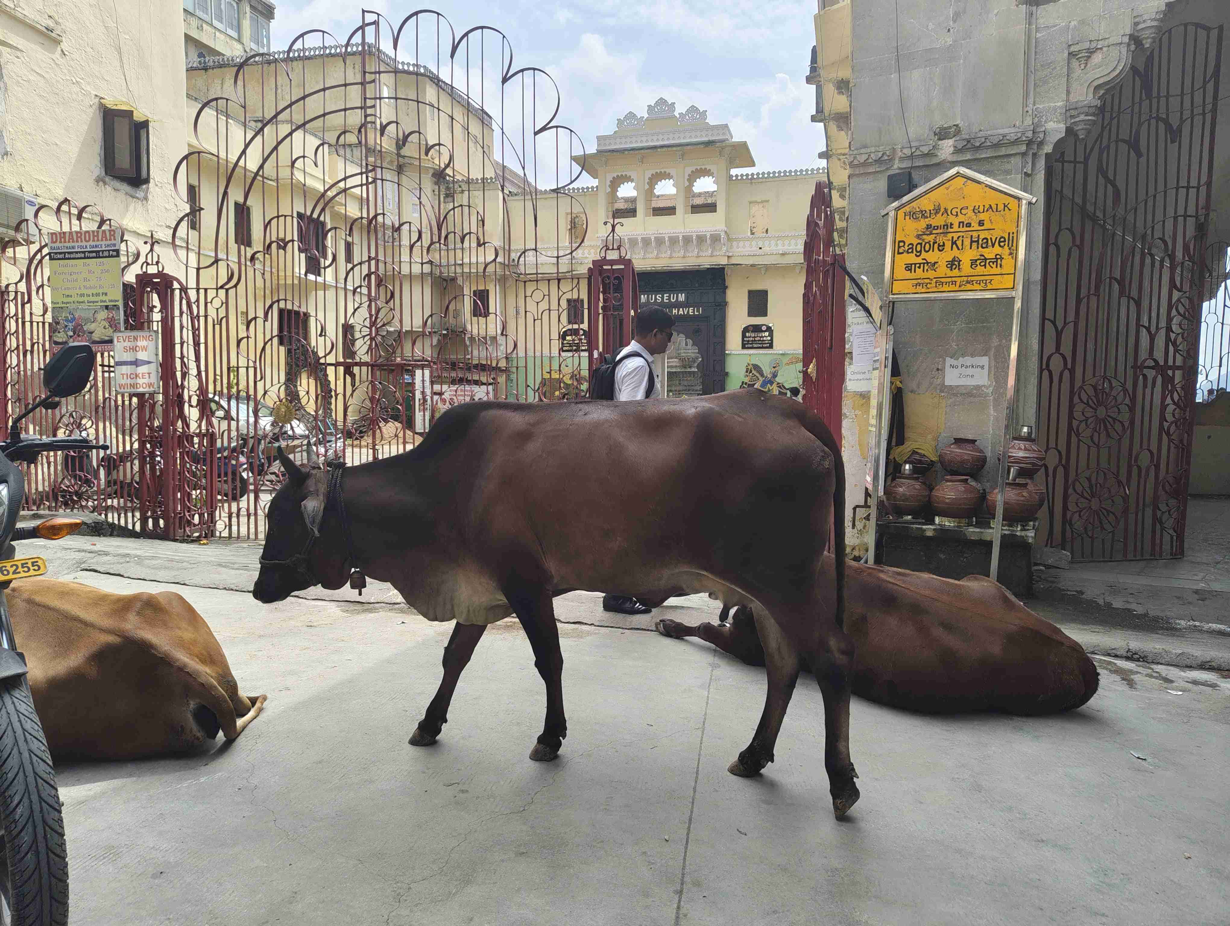 Bagore Ki Haveli ft. Bovine. Udaipur ‘25