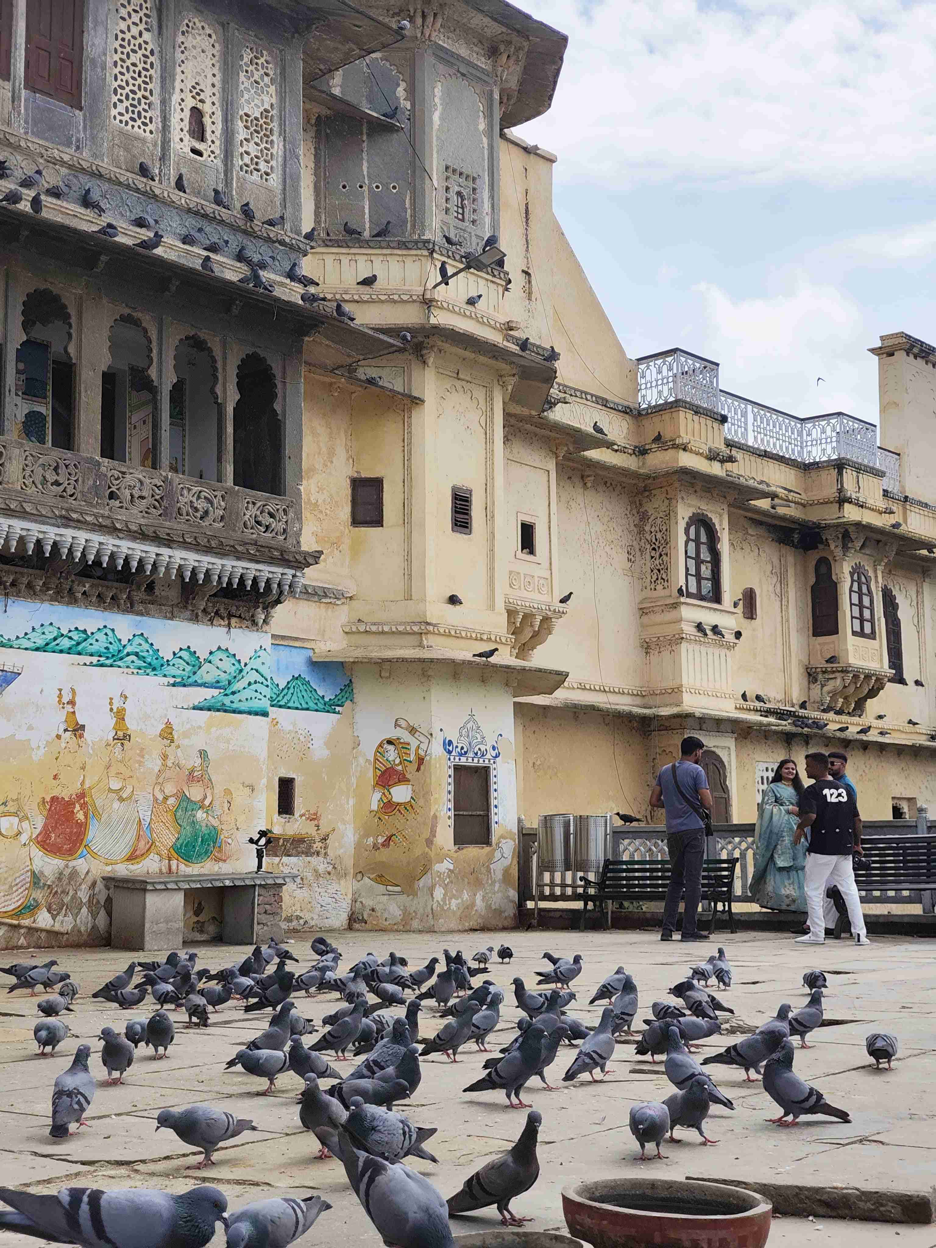 Pigeons 1. Udaipur ‘25