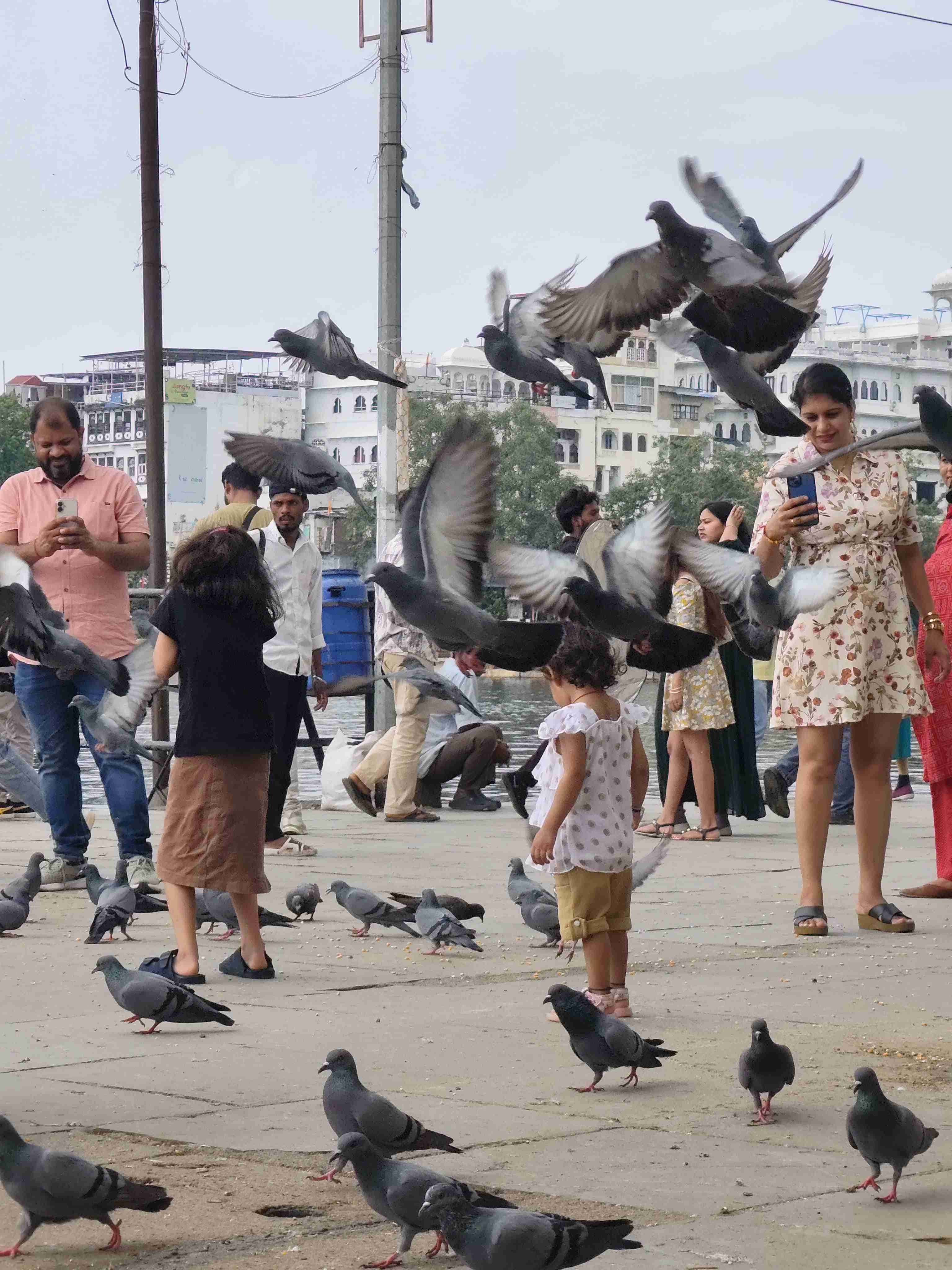 Pigeons 2. Udaipur ‘25