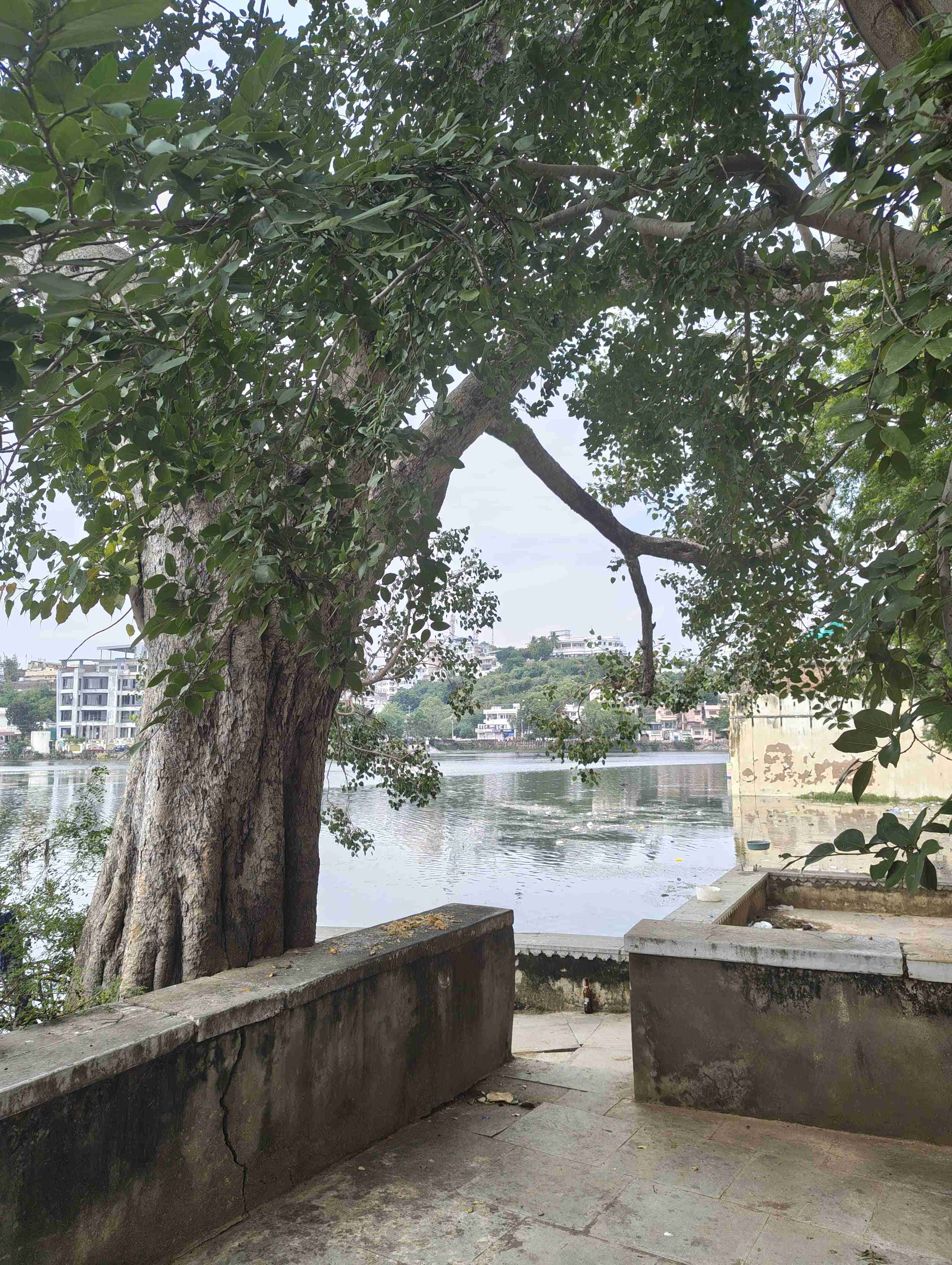 Tree By the Lake. Udaipur ‘25